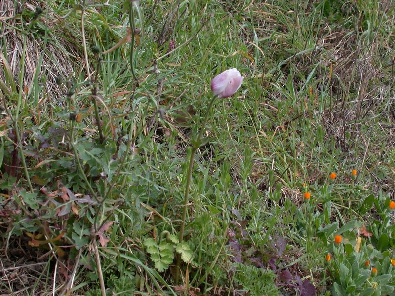 Anemone coronaria /  Anemone dei fiorai